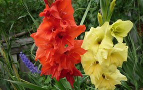 Разноцветные летние цветы гладиолусы крупным планом