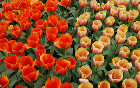 Оранжевые и персиковые цветы тюльпаны на клумбе