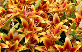 Оранжевые красивые лилии крупным планом