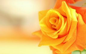 Оранжевый цветок роза крупным планом