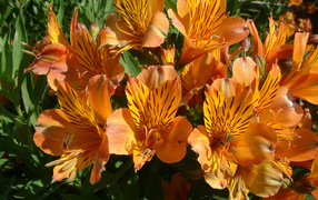 Оранжевые цветы альстрёмерия крупным планом