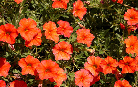 Оранжевые цветы калибрахоа крупным планом