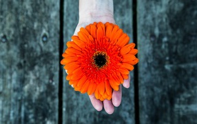 Orange gerbera flower on hand