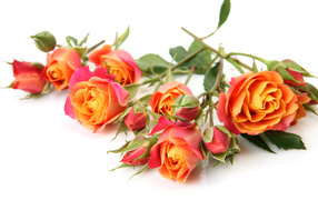 Orange roses with buds on white background close-up