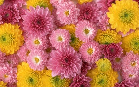 Розовые и желтые красивые цветы георгины  