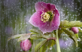 Розовый цветок анемона под дождем 