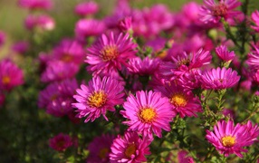 Розовые осенние цветы астры