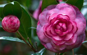 Розовый красивый цветок камелия 
