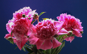 Розовые красивые пионы на голубом фоне
