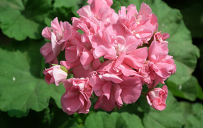 Розовый цветущий цветок герань крупным планом