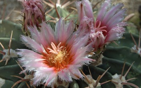 Pink cactus flowers closeup 