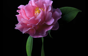 Pink camellia flower on a black background closeup