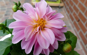 Розовая георгина с большими лепестками 