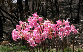 Pink flowers amaryllis close-up
