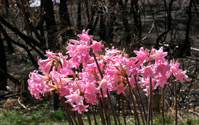 Розовые цветы амариллис крупным планом