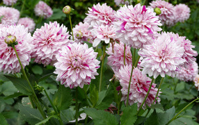 Розовые цветы георгины крупным планом