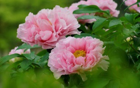 Розовые цветы садового пиона крупным планом