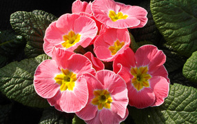 Pink flowers primrose closeup
