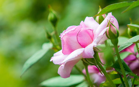 Розовая садовая роза с бутонами 