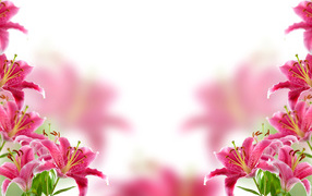 Розовые нежные лилии, фон для открытки