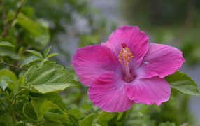 Розовый цветок гибискуса крупным планом 