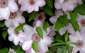 Pink large Clematis flowers