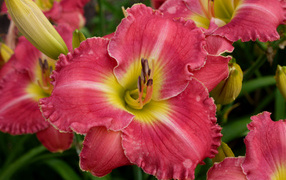 Розовые лилии с бутонами крупным планом