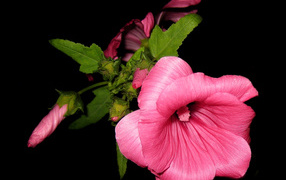 Pink mallow flowers close-up on a black background