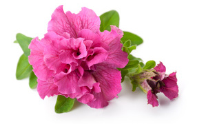 Розовый цветок петуния крупным планом на белом фоне