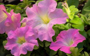 Цветы петуния розового цвета крупным планом