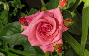 Розовая роза с бутонами на клумбе 
