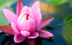 Розовая водяная лилия в пруду 