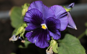 Фиолетовый цветок анютины глазки крупным планом