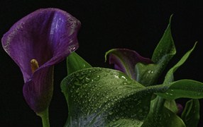 Фиолетовый цветок зантедеския в каплях воды на черном фоне