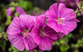 Лиловые цветы мальва в каплях росы