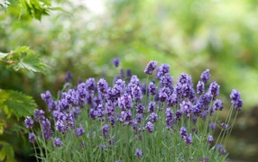 Фиолетовые цветы ароматной лаванды