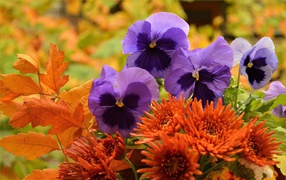 Фиолетовые цветы анютины глазки с оранжевыми цветами хризантемы