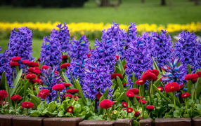 Purple hyacinths and red daisies on the flowerbed