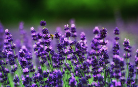 Фиолетовые цветы лаванды в поле 