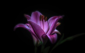 Фиолетовые цветы лилии на черном фоне