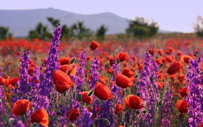 Purple wildflowers and red poppies in the sun in the field