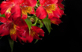 Красные цветы альстрёмерия крупным планом на черном фоне