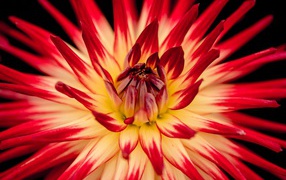 Red Dahlia flower with pointed petals