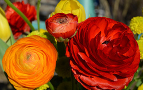 Красные и оранжевые цветы лютики