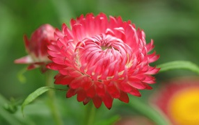 Red aster flower