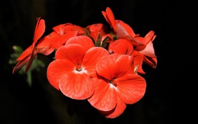 Красные красивые цветы на черном фоне 