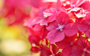 Red beautiful hydrangea flowers close-up