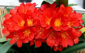 Красные красивые комнатные цветы кливия