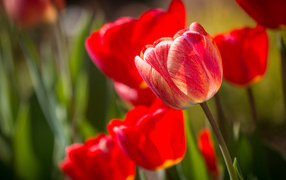Красные красивые тюльпаны крупным планом