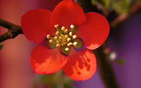 Красный нежный цветок на дереве крупным планом  